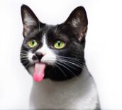 Bir Kedinin Kuyruğundan Öğrenebileceğiniz 11 Sır